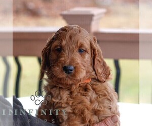 Goldendoodle (Miniature) Puppy for sale in GAP, PA, USA