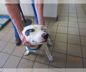 American Pit Bull Terrier-Unknown Mix Dogs for adoption in Ocala, FL, USA
