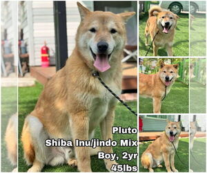 Shiba Inu-Unknown Mix Dogs for adoption in Seattle, WA, USA