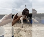 Small #3 German Shorthaired Pointer