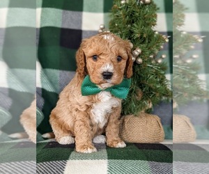 Goldendoodle (Miniature) Puppy for sale in KIRKWOOD, PA, USA