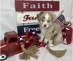Small Photo #1 Miniature Australian Shepherd Puppy For Sale in HILLSBORO, KS, USA