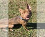 PETEY - Male American Pit Bull Terrier-Unknown Mix Dog for Adoption - Small photo