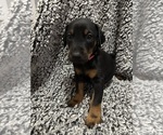 Small #1 Doberman Pinscher