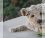 Small Photo #7 Labradoodle Puppy For Sale in MEDFORD, OR, USA