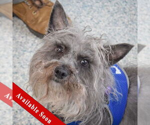 Mutt Dogs for adoption in Huntley, IL, USA