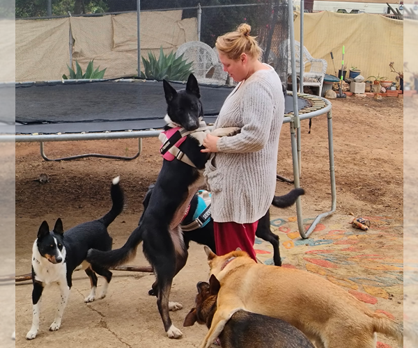 Medium Photo #8 Akita-Unknown Mix Puppy For Sale in Fallbrook, CA, USA