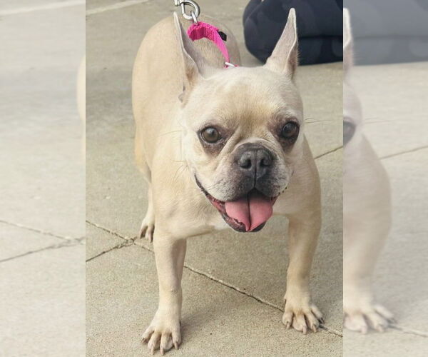 Medium Photo #2 French Bulldog Puppy For Sale in Claremore, OK, USA