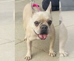 Small #1 French Bulldog