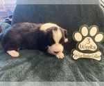 Small Photo #10 Border Collie Puppy For Sale in GIDDINGS, TX, USA