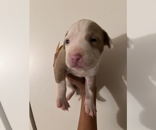 Medium Photo #1 American Pit Bull Terrier Puppy For Sale in GERMANTOWN, MD, USA