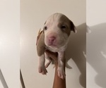 Small Photo #1 American Pit Bull Terrier Puppy For Sale in GERMANTOWN, MD, USA