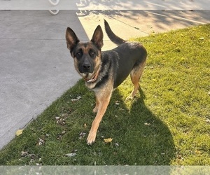 Mother of the German Shepherd Dog puppies born on 03/02/2026