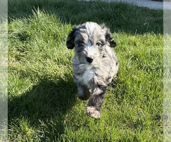 Medium Photo #3 Aussiedoodle Miniature  Puppy For Sale in AMELIA, OH, USA