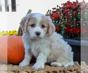 Cavachon Puppy for sale in GORDONVILLE, PA, USA