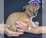 Small #1 Italian Greyhuahua