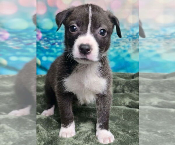 Medium Photo #2 Mutt Puppy For Sale in Lakewood, CO, USA