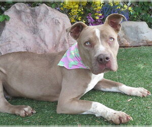 Mutt Dogs for adoption in Oklahoma City, OK, USA