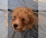 Small Photo #1 Poodle (Toy) Puppy For Sale in PLANT CITY, FL, USA