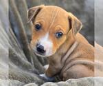 Small #4 Labrador Retriever Mix