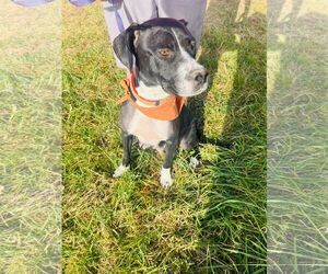 Dori CO - Female Boxador Dog for Adoption - Photo #3