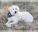 Small #2 Great Pyrenees