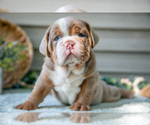 Small #3 Beabull