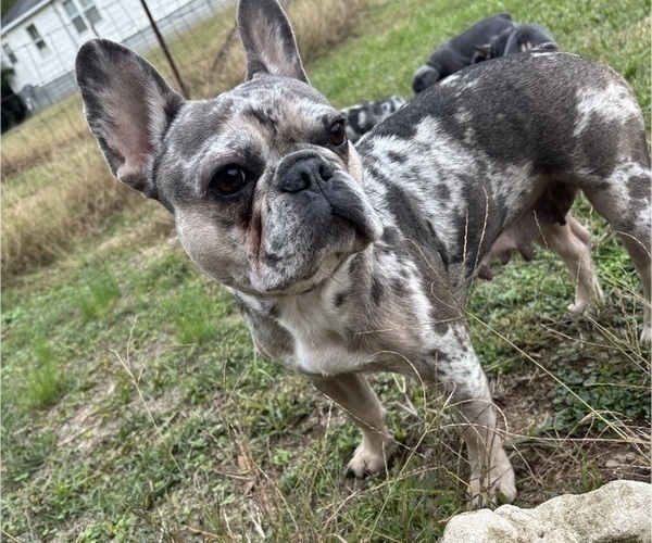 Medium Photo #1 French Bulldog Puppy For Sale in HANCEVILLE, AL, USA