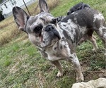 Small Photo #1 French Bulldog Puppy For Sale in HANCEVILLE, AL, USA