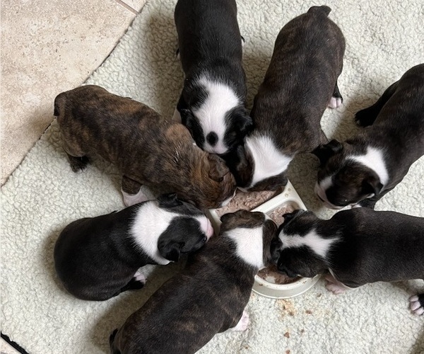 Medium Photo #9 Boston Terrier Puppy For Sale in BURLESON, TX, USA