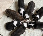 Small Photo #9 Boston Terrier Puppy For Sale in BURLESON, TX, USA