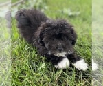 Small Photo #6 Havanese Puppy For Sale in CANOGA, NY, USA