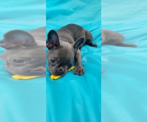 French Bulldog Puppy for sale in MIAMI BEACH, FL, USA