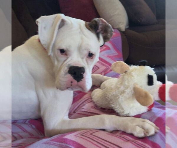 Medium Photo #1 Boxer Puppy For Sale in Burnsville, MN, USA