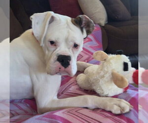 Boxer Dogs for adoption in Burnsville, MN, USA