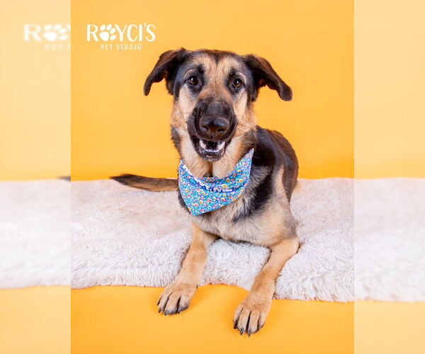 Medium Photo #2 German Shepherd Dog Puppy For Sale in Sandy, UT, USA