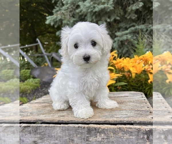 Medium Photo #4 Maltese Puppy For Sale in MIDDLEBURY, IN, USA