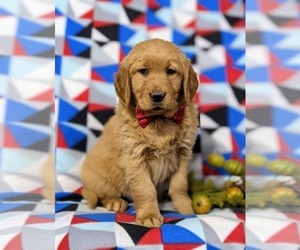 Golden Retriever Puppy for sale in OXFORD, PA, USA