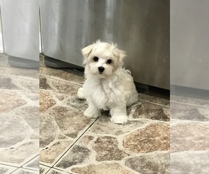 Maltese Puppy for sale in JACKSONVILLE, FL, USA