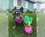 Small Photo #2 French Bulldog Puppy For Sale in Victorville, CA, USA