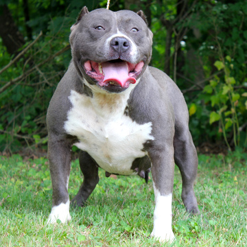 Medium Photo #1 American Bully Puppy For Sale in LITTLESTOWN, PA, USA