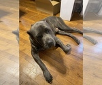 Small Photo #1 Cane Corso Puppy For Sale in CLEARWATER, FL, USA