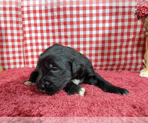 Medium Photo #3 Golden Mountain Dog Puppy For Sale in BLACK FOREST, CO, USA