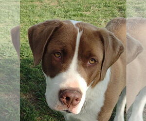 Saint Bernard-Unknown Mix Dogs for adoption in Cookeville, TN, USA