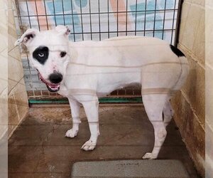 Bull Terrier-Dalmatian Mix Dogs for adoption in New Orleans, LA, USA