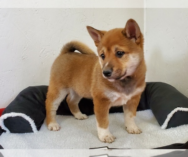Medium Photo #1 Shiba Inu Puppy For Sale in CLARK, MO, USA