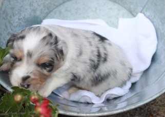 Australian Shepherd Puppy for sale in PENDLETON, OR, USA