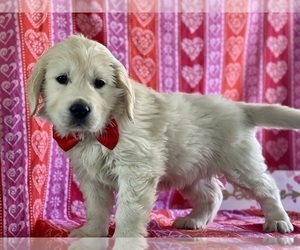 Golden Retriever Puppy for sale in LANCASTER, PA, USA
