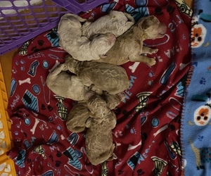 Double Doodle Puppy for sale in MILTON, FL, USA