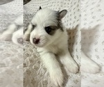 Small #9 Pomsky